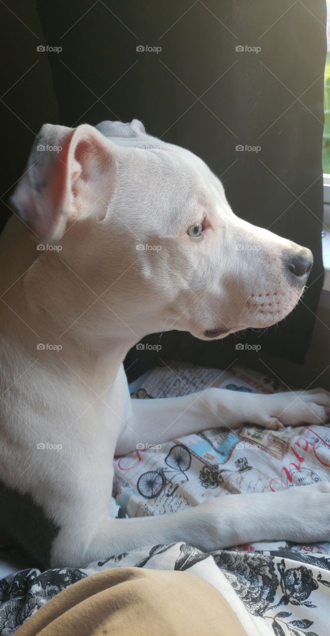 Sallie, a Beautiful pitbull terrier, white with greyish spotted.
