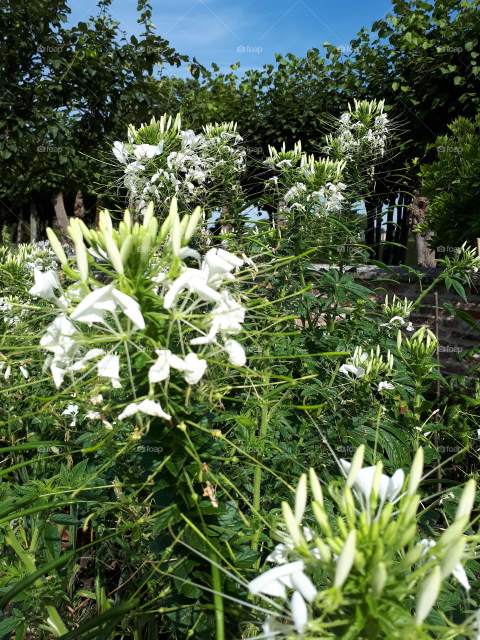 White Flowers