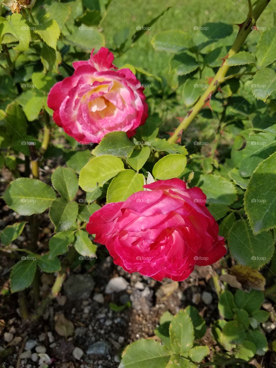 roses in the dikman vadesi park in Ankara