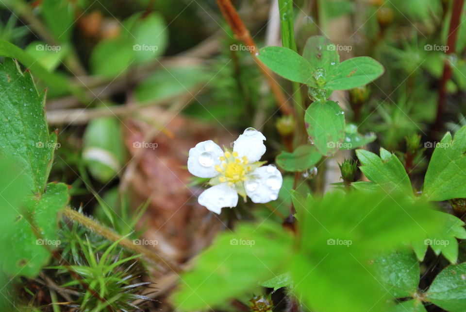 Summer Carpathian Mountains. In the forest. A blooming wild strawberry 