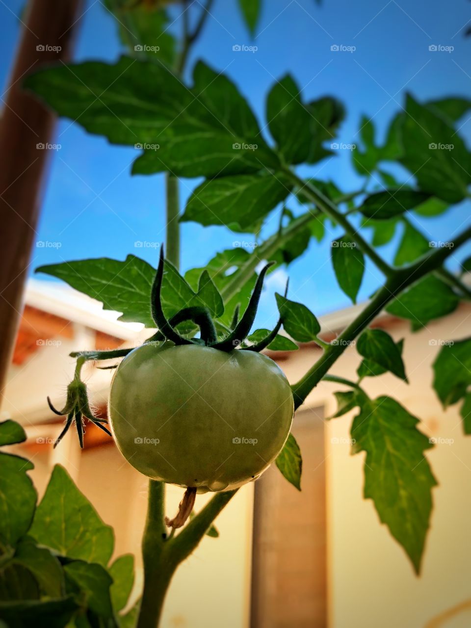 A lone tomato growing in my backyard garden. It is still green, but it is big. Perhaps it becomes a good salad.