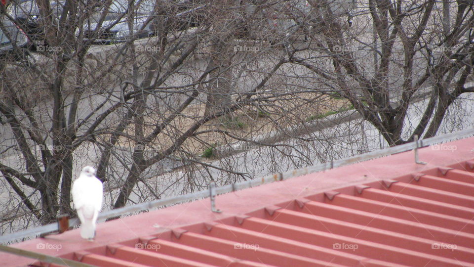 A Dove on the Roof