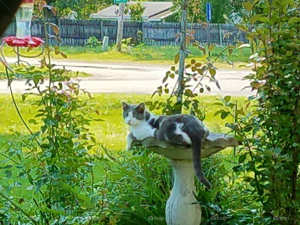 Our cat in the bird bath