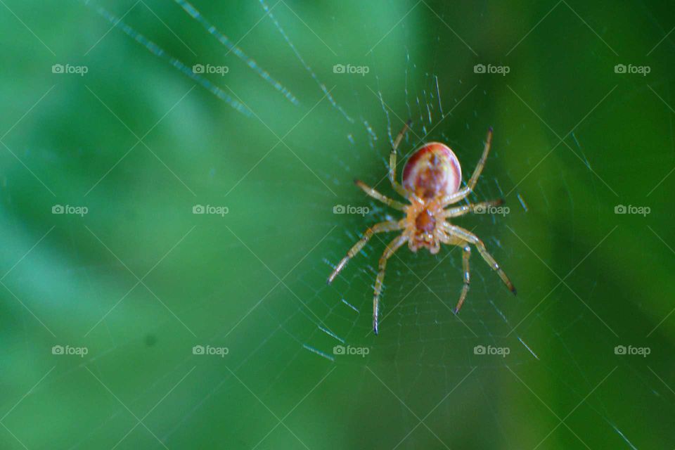 spider on a web