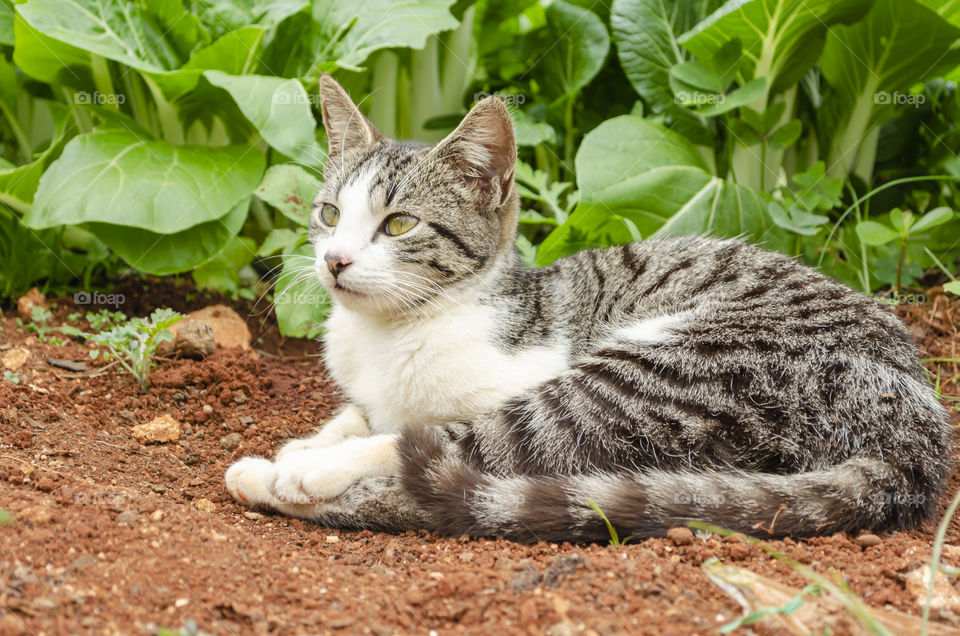 Stripe Cat In Garden