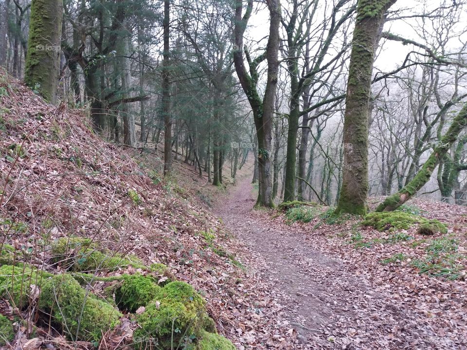 Walking into the misty forest