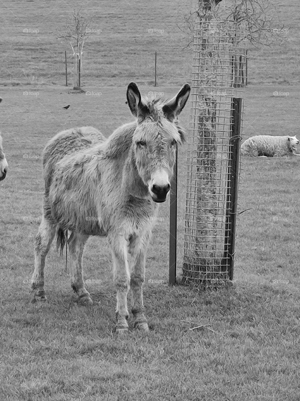 Donkey in the meadow