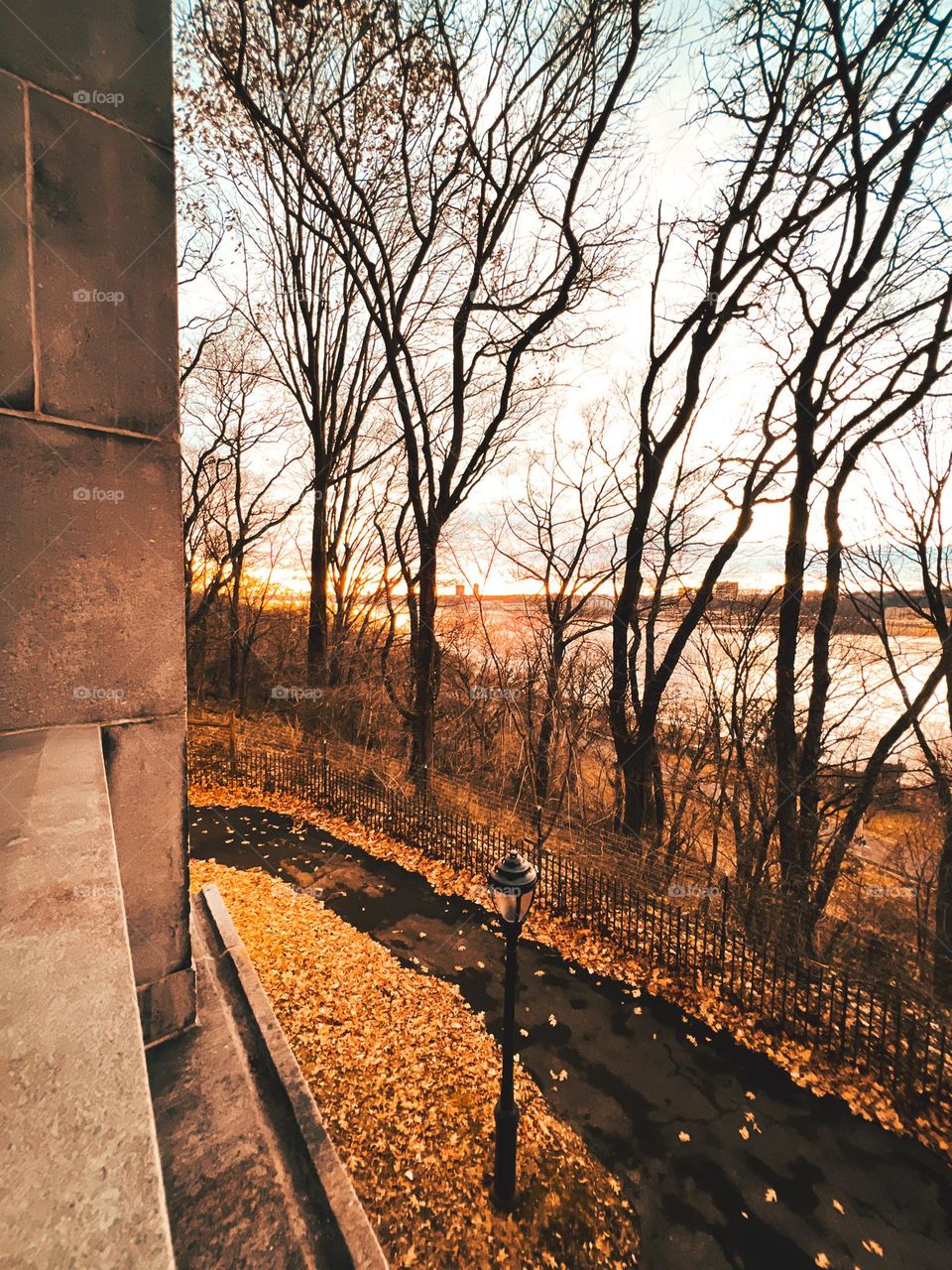 Tall bare winter trees in Riverside Park with gorgeous golden hour background in New York.