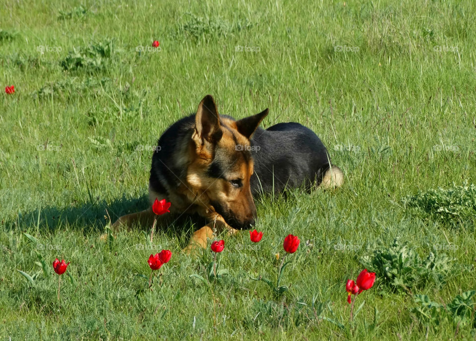 Shepherd dog