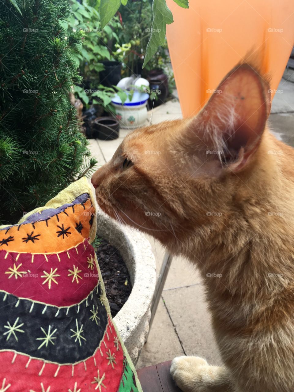 No Person, Mammal, One, Pet, Cat