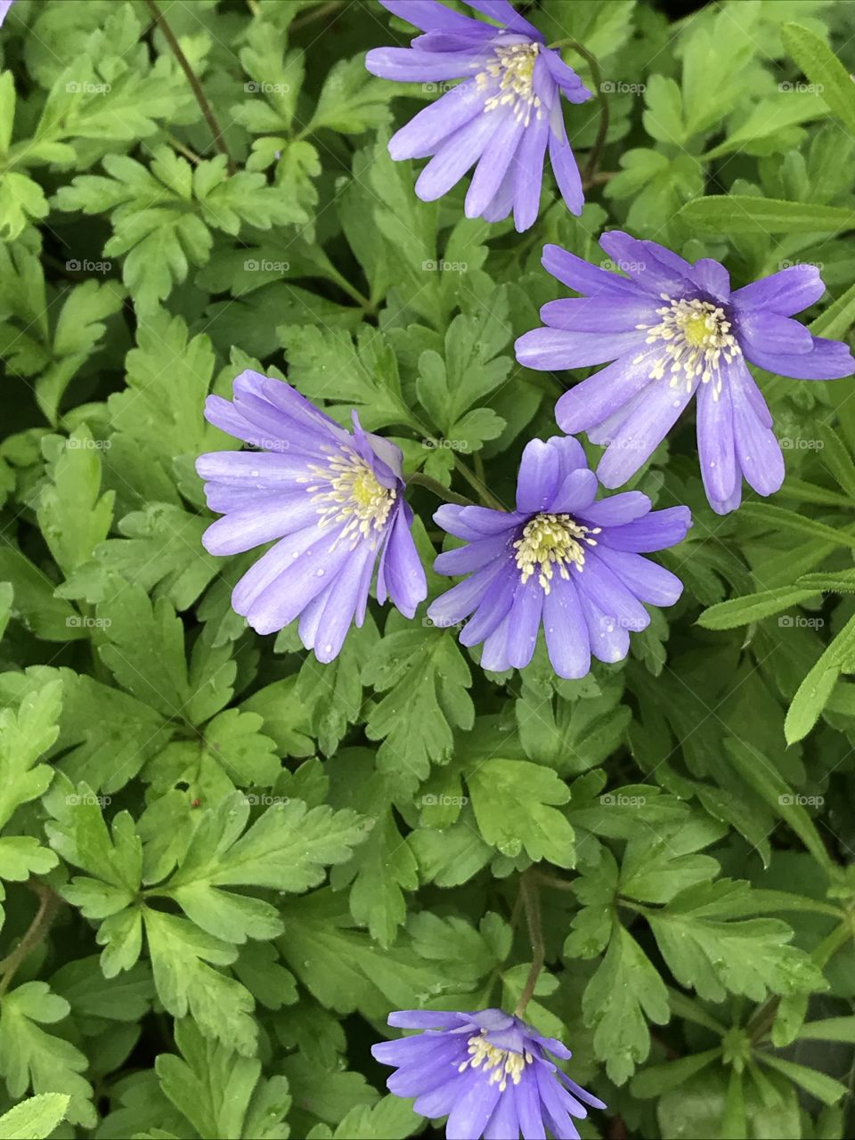Purple daisy like flower