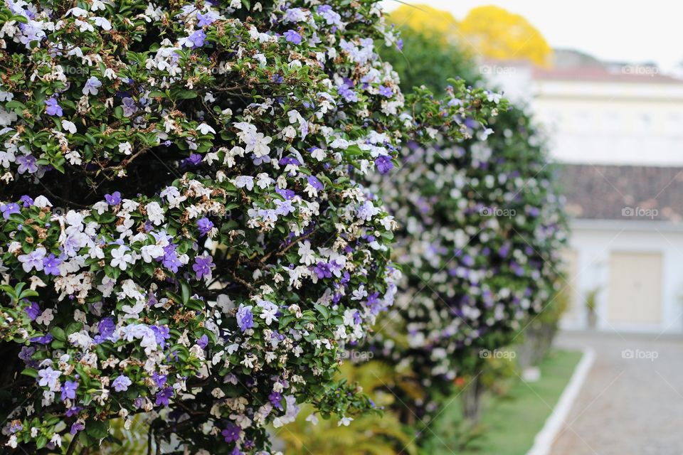 Manacá shrub from Brazil's Atlantic Forest origin