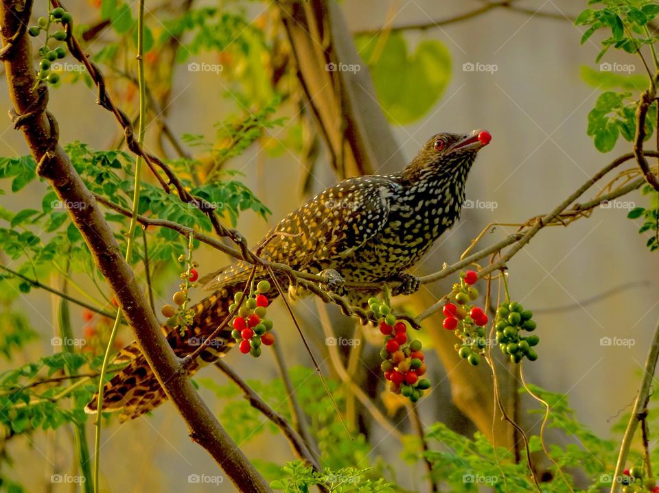 Bird photography - Asian Koel - Morning behaviour 