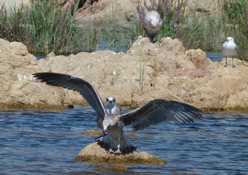 Seagulls