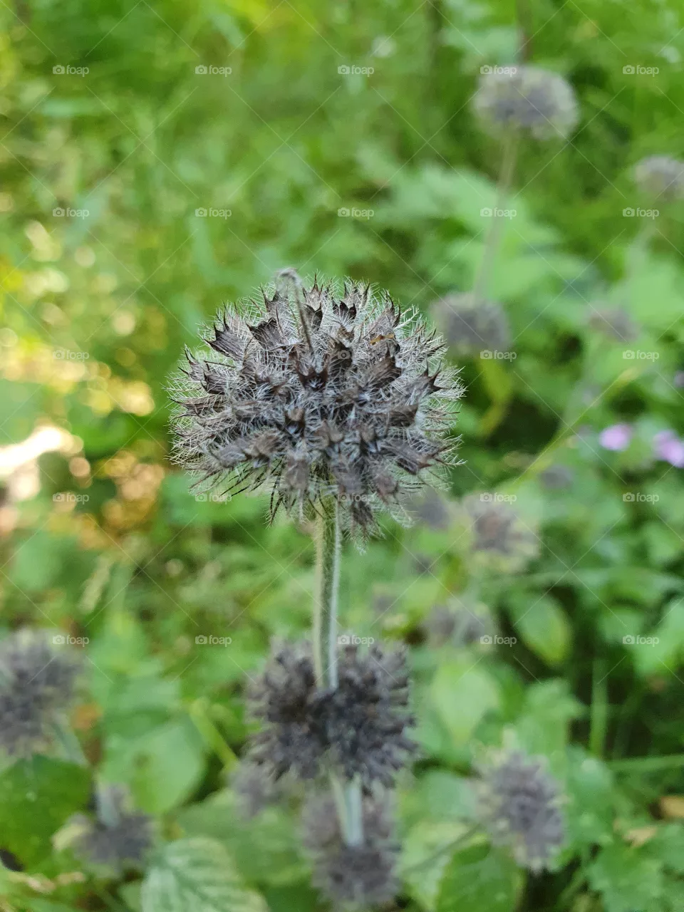 Weed