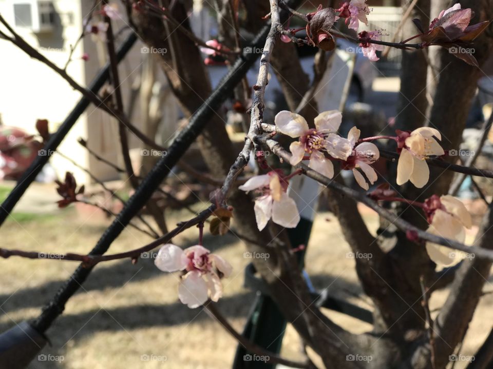 Plum tree in bloom in springtime!