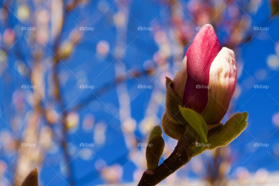 magnolia blooming