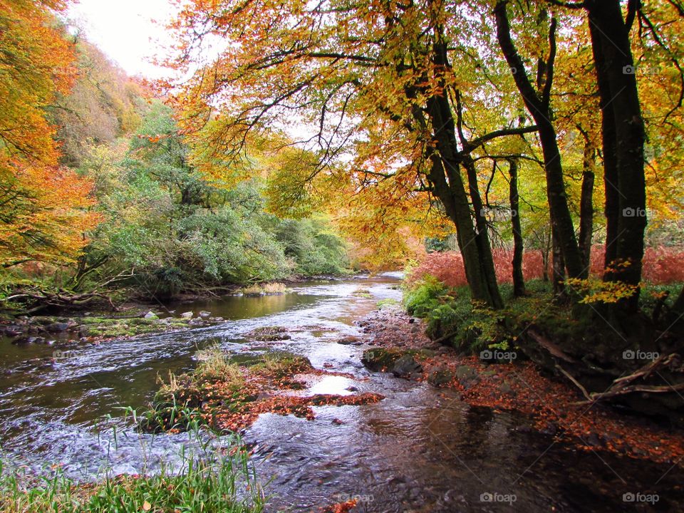 View stream flowing through forest