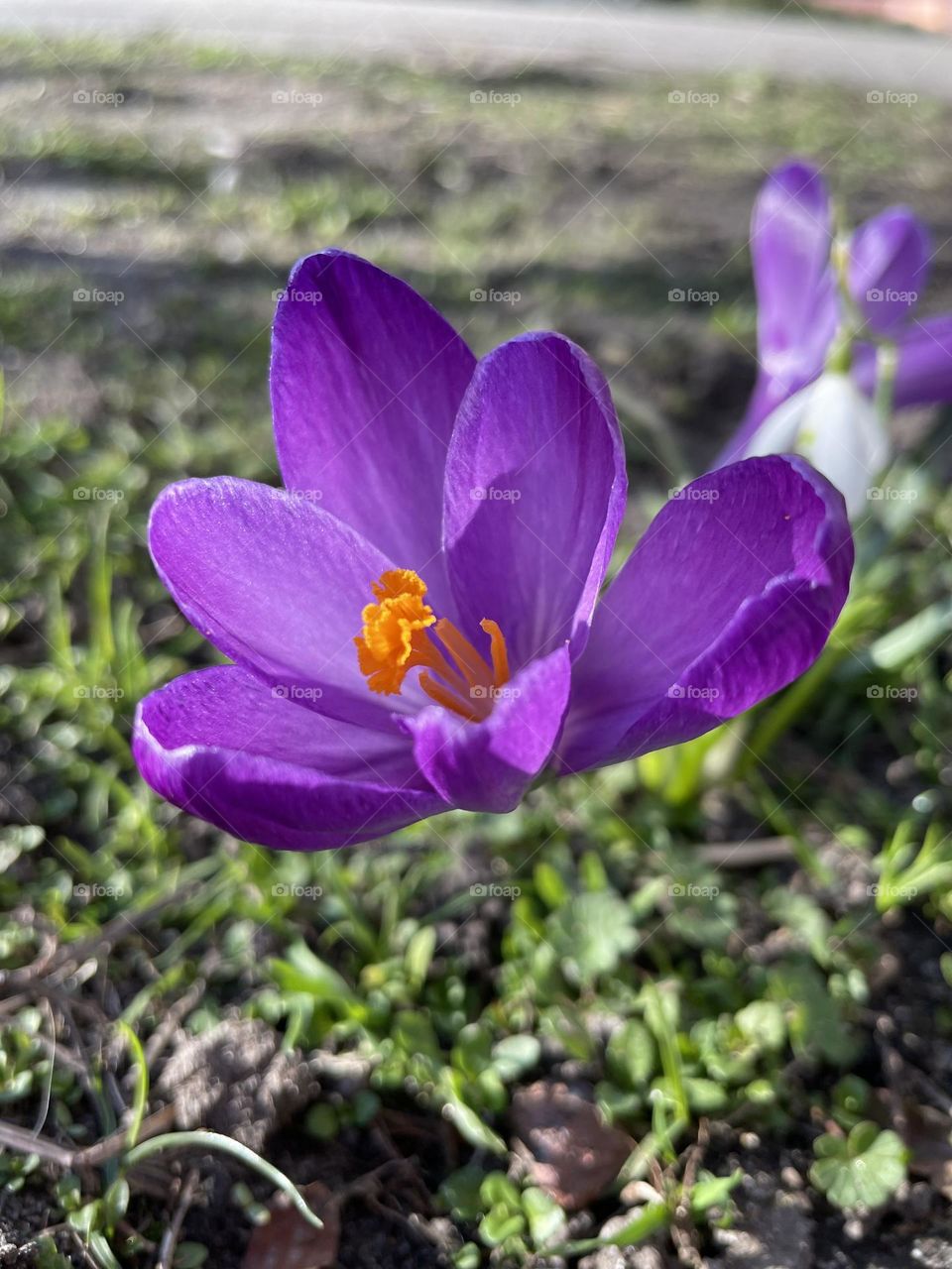 Crocus