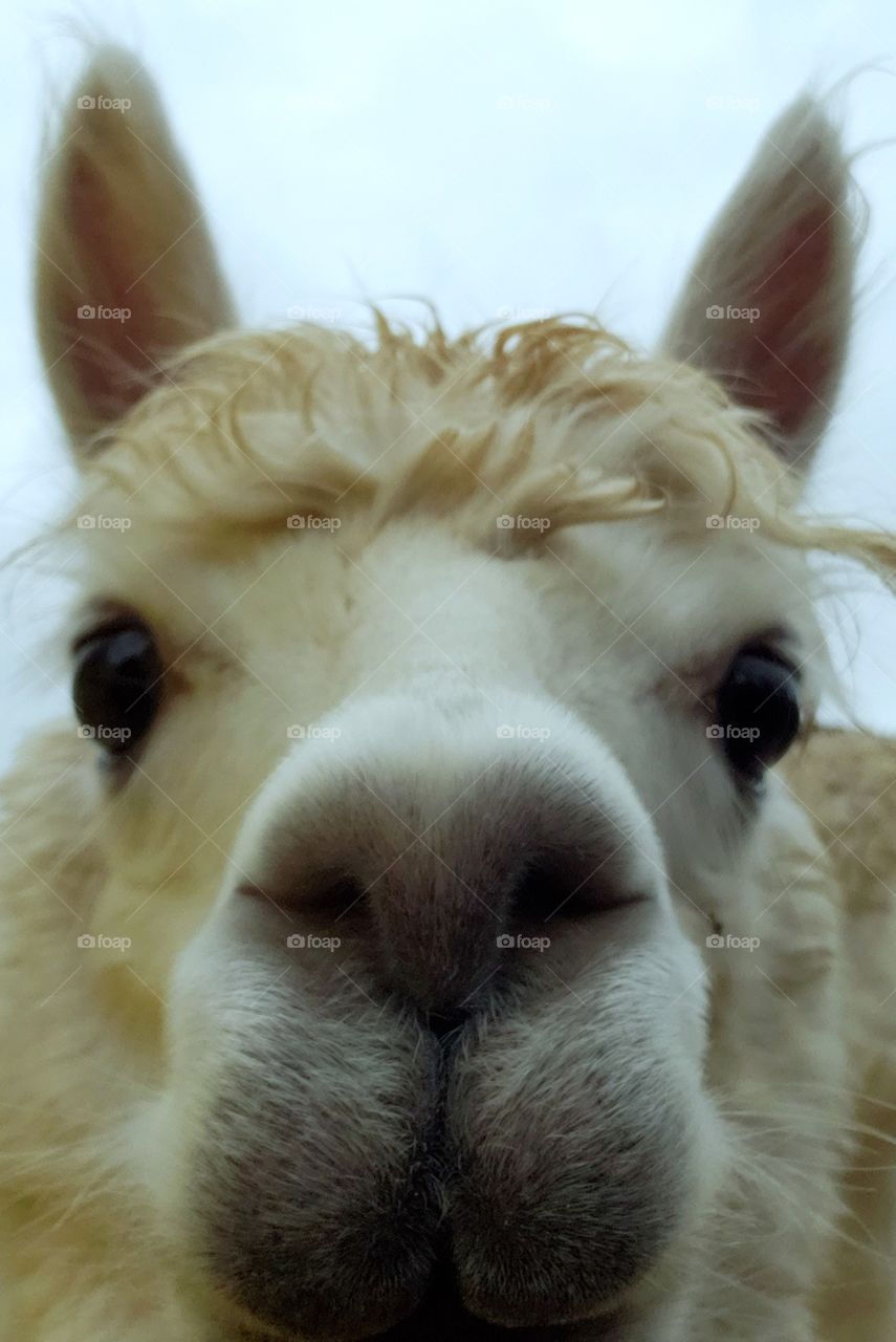 Alpaca up close