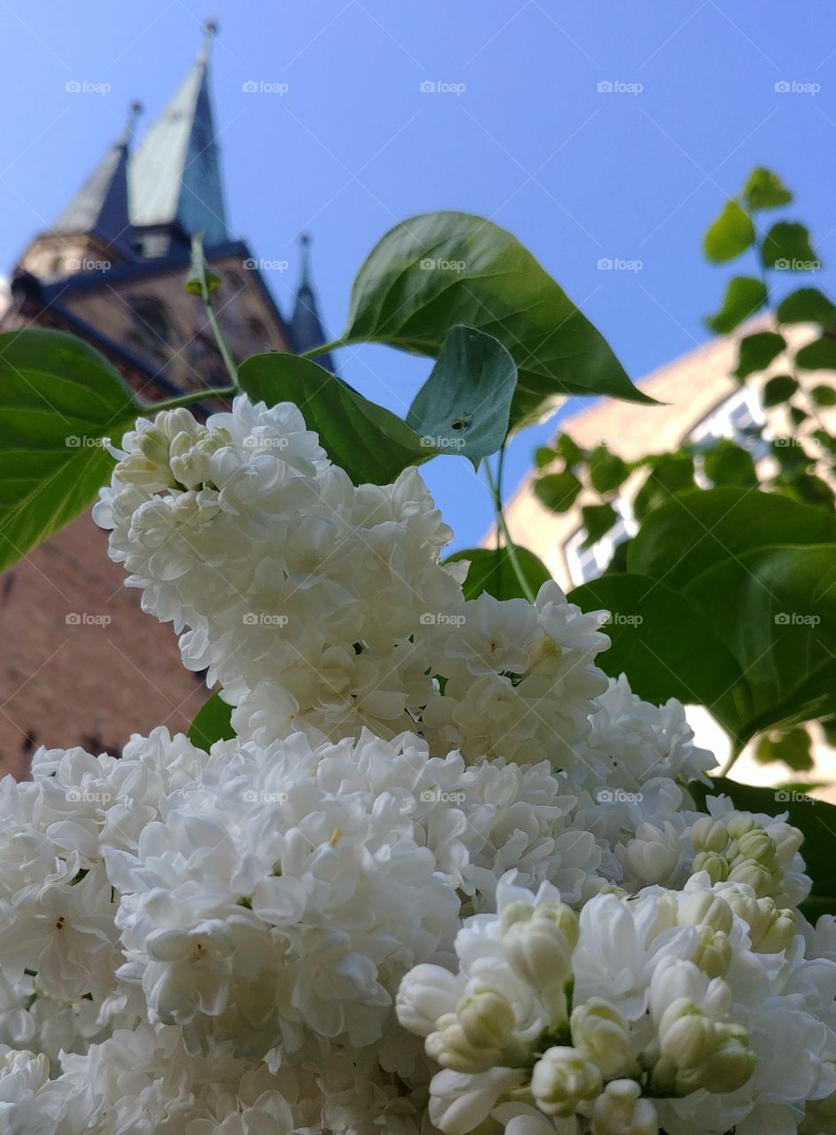 flieder weiss Frühling spring Kirche hell