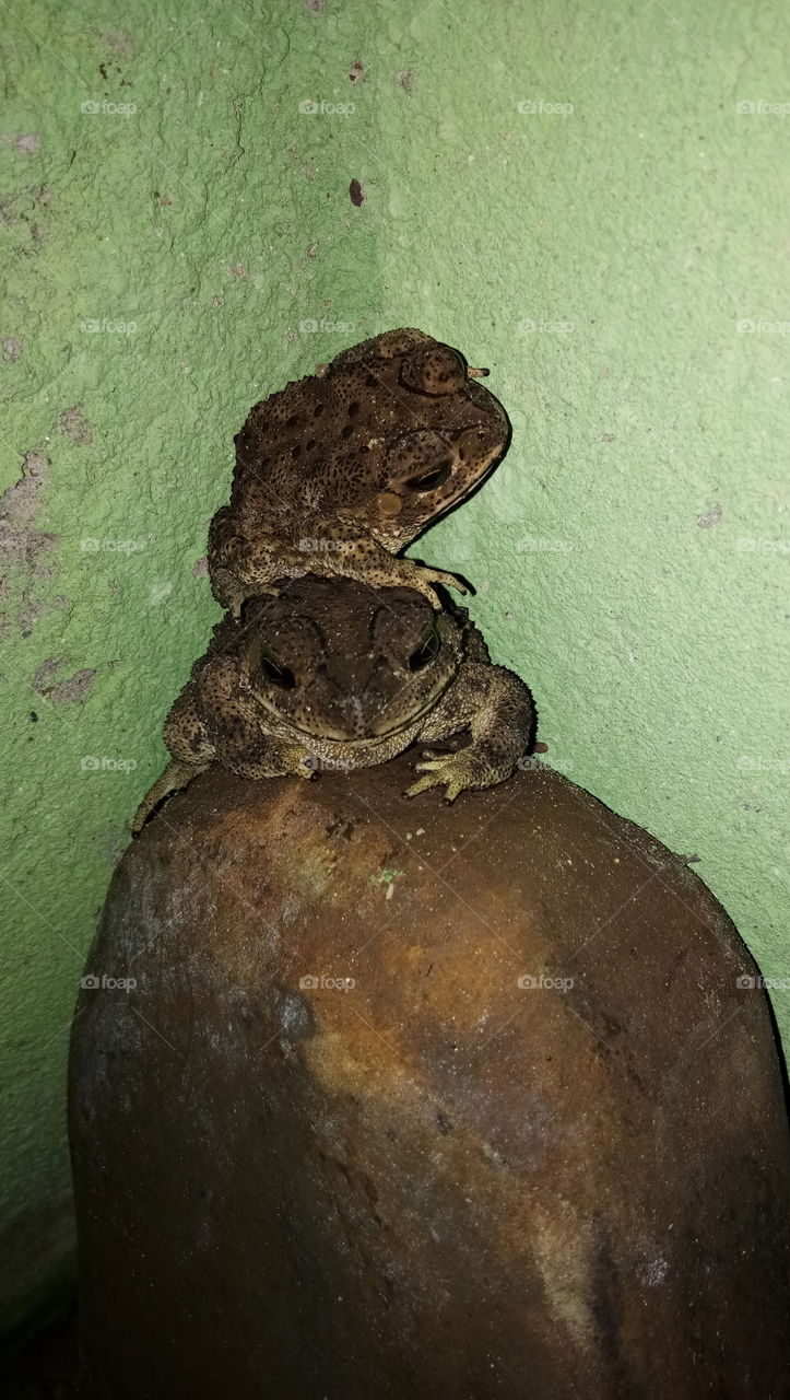 House frog