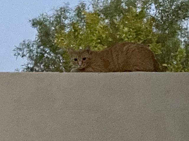 Morning watcher