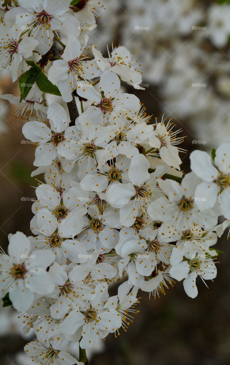 very beautiful white flowers blooming tree, spring nature