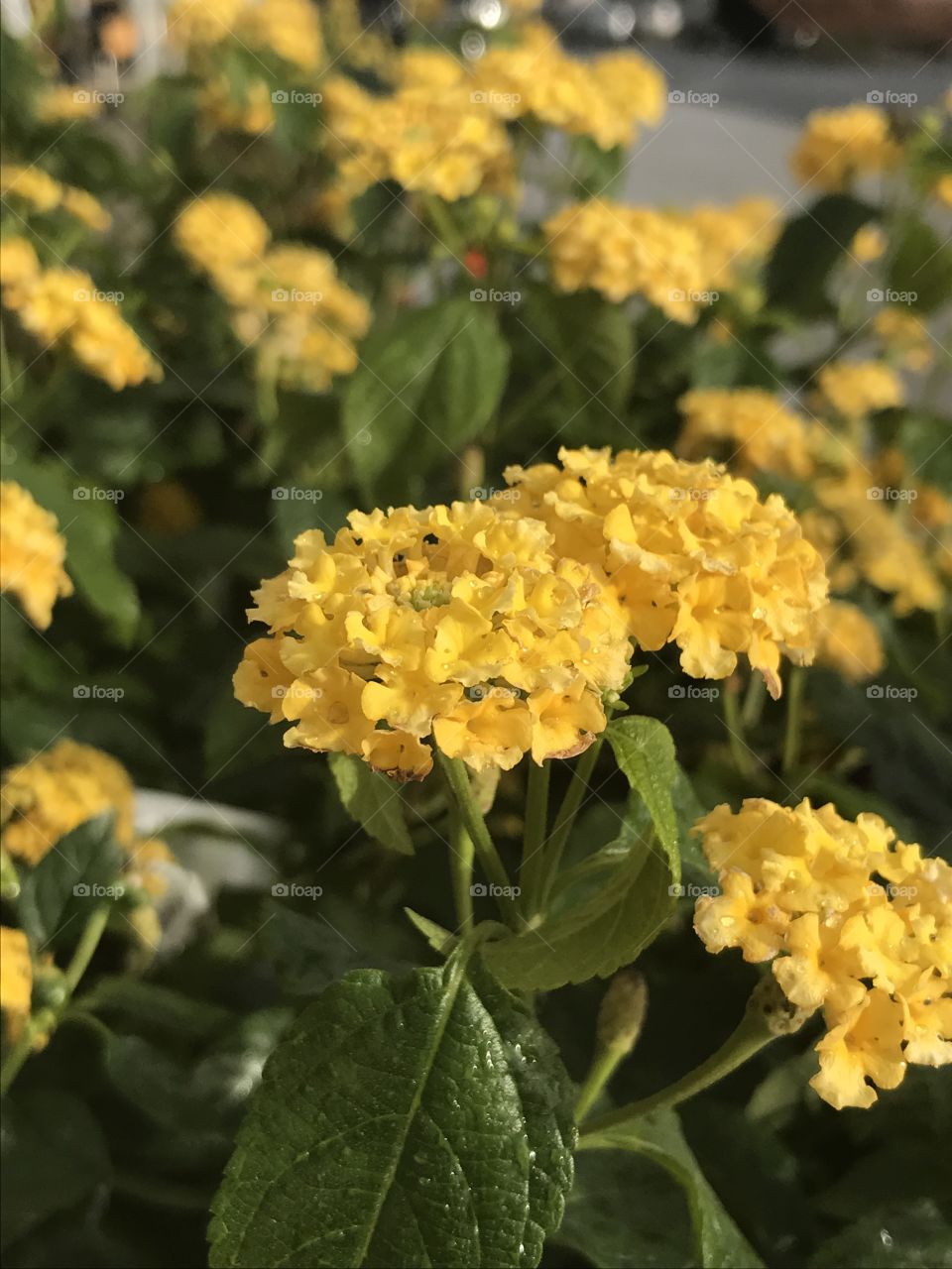 A bunch of yellow flowers after a brief shower