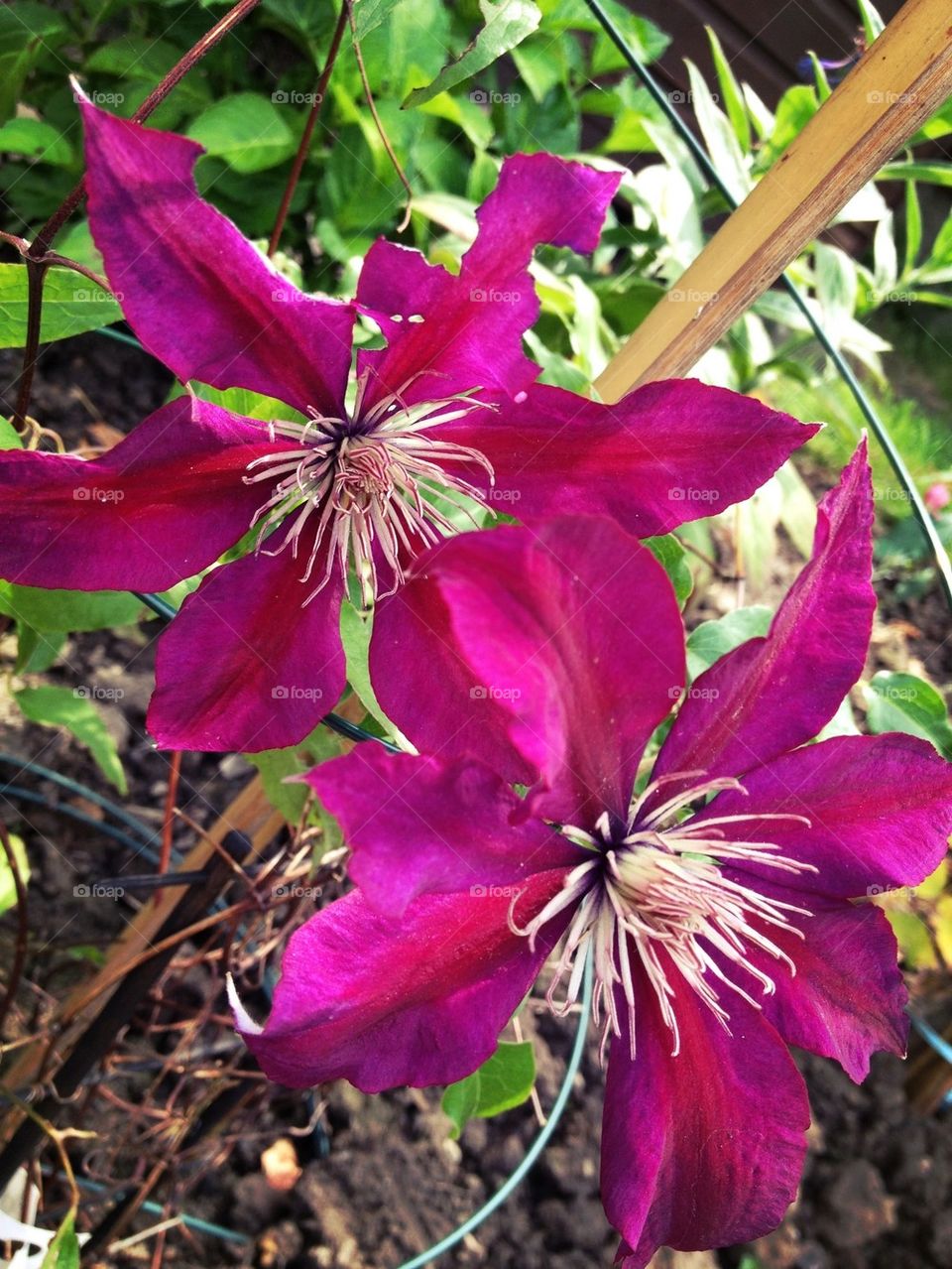 Purple Summer Clematis in Stoke on Trent