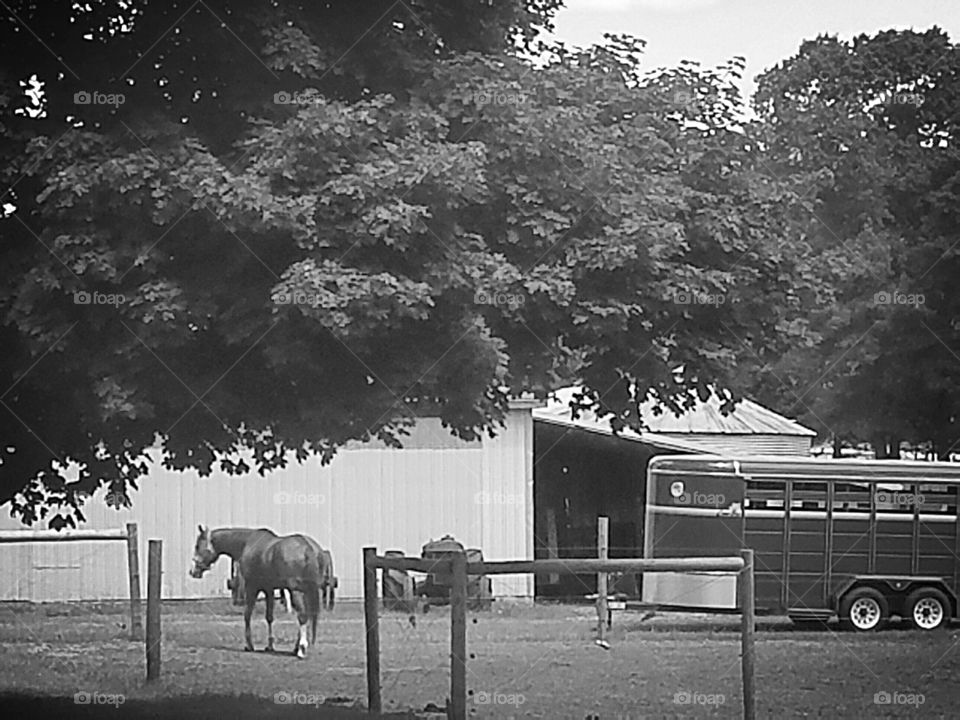 horse and trailer