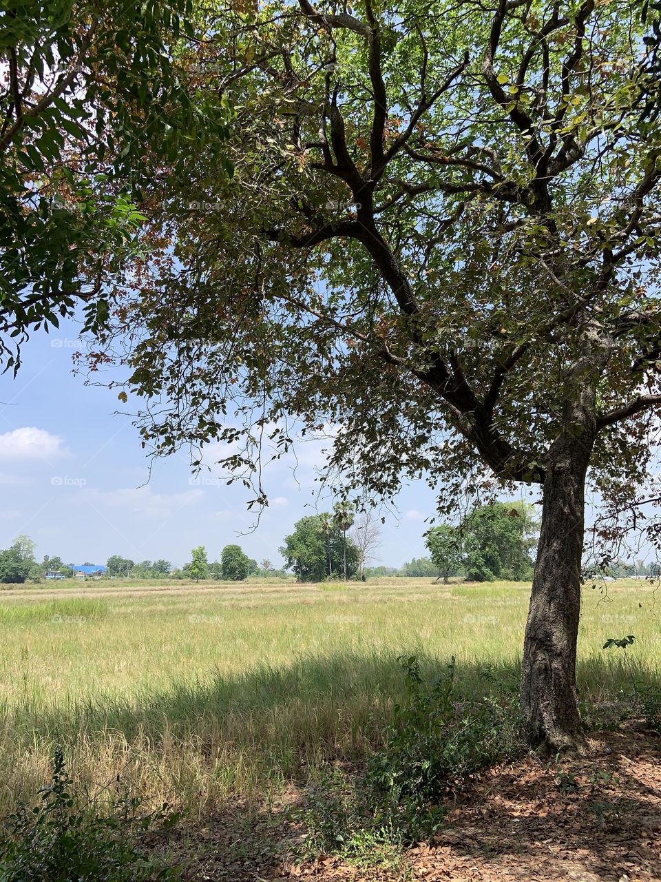 Editors ‘ choice : Photo of the week, Countryside.