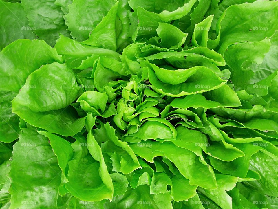 fresh green lettuce harvest garden food