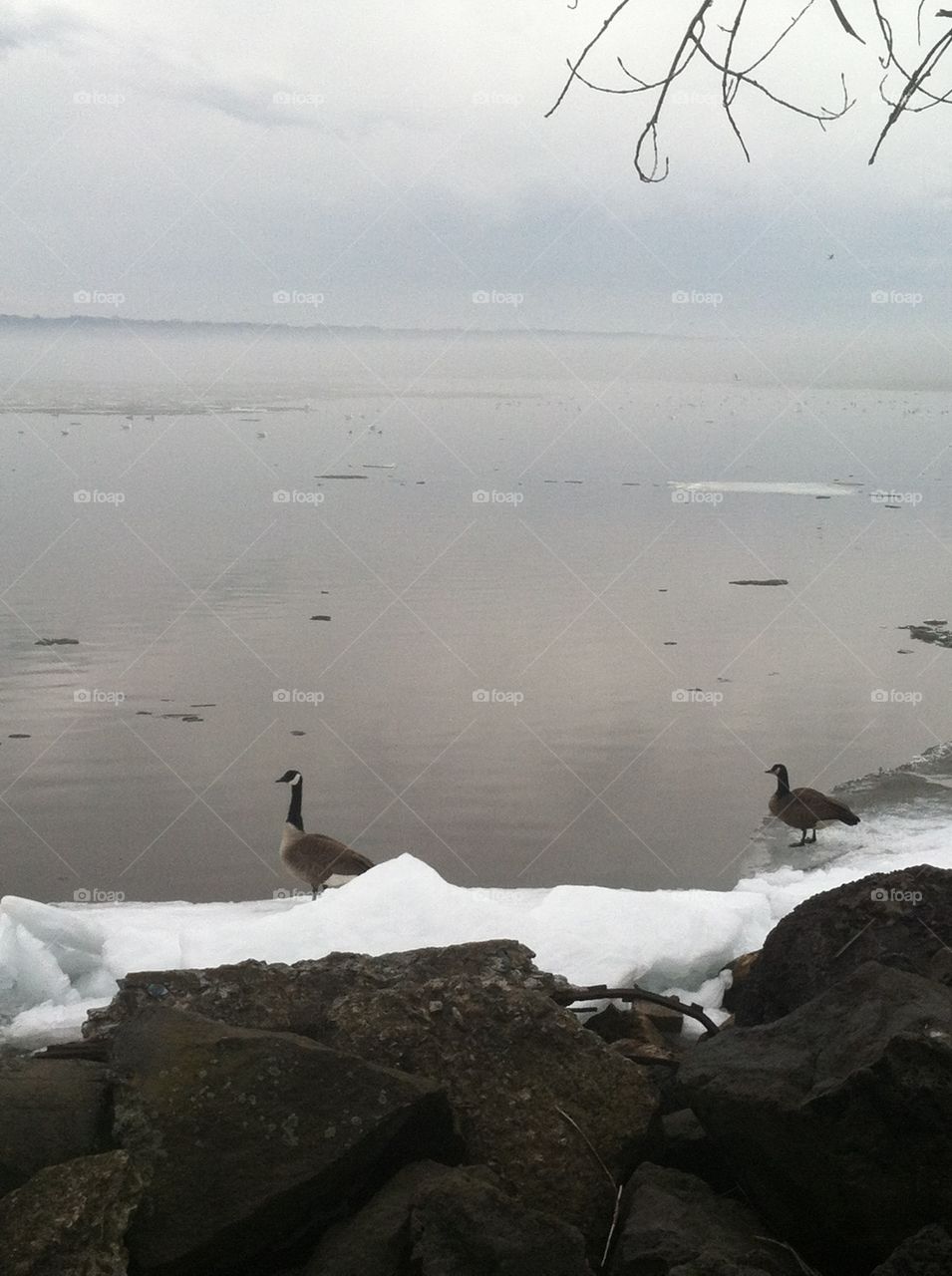 Canadian geese, Presque Isle, Erie, PA