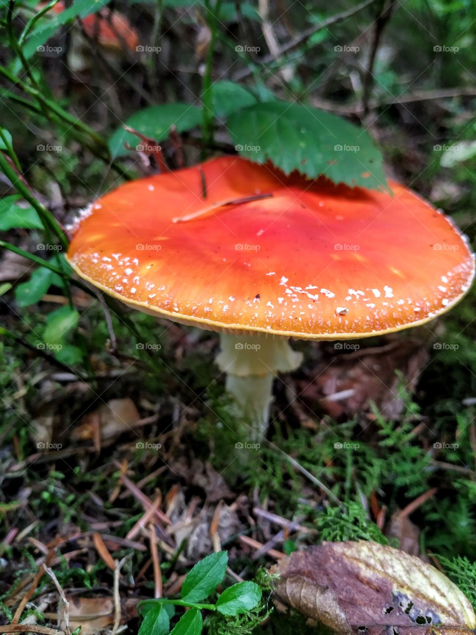 A huge fly agaric