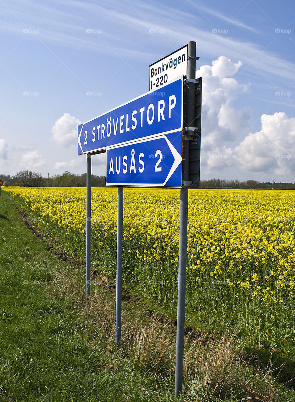 skåne rapeseed raps fält by scrooge