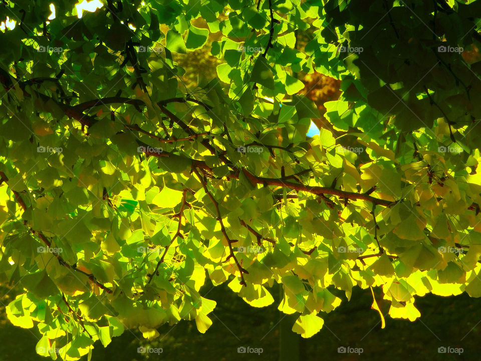 Light under tree leaf