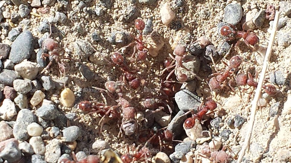 Working ants. I tryed many a times to cover the hole to this ant hill and the more I do the harder the ants would work to clear it.