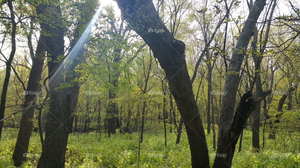 dreary day in the woods