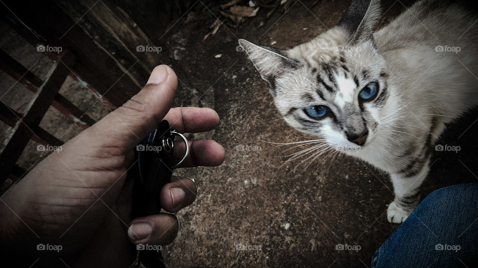 Brincando com o gatinho.