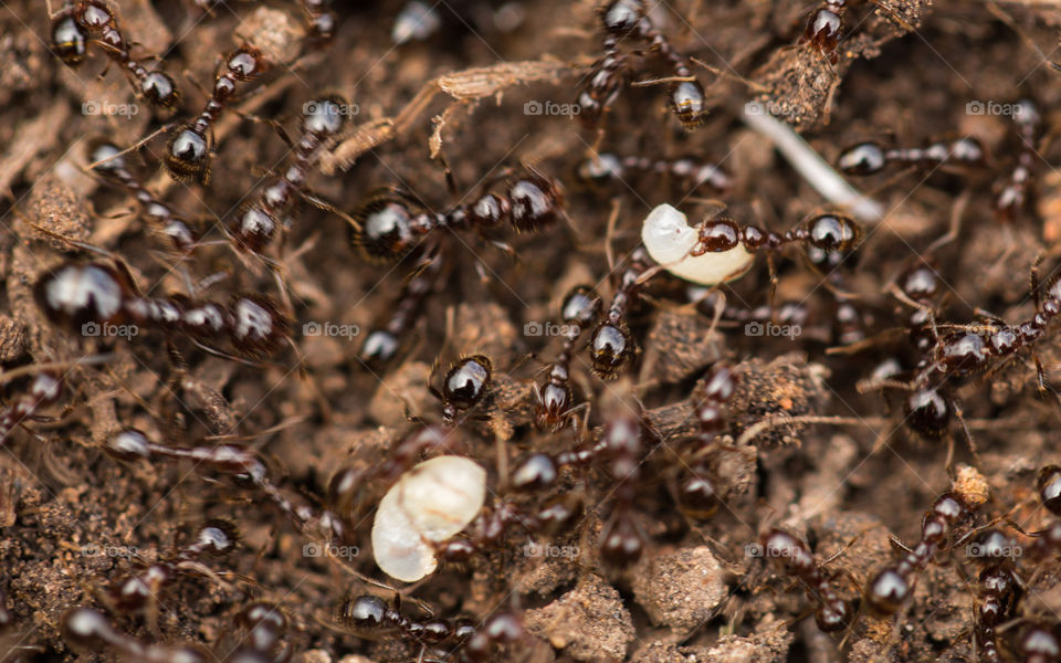 rampaging ants moving their eggs