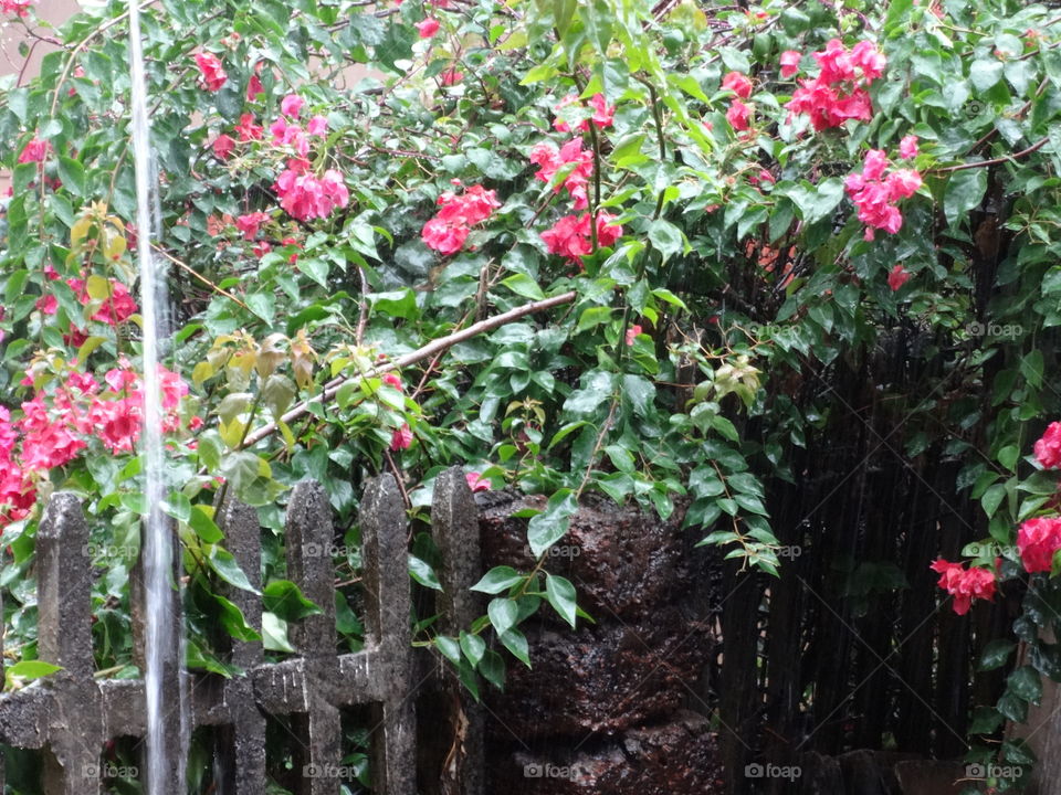 Monsoon in Goa India