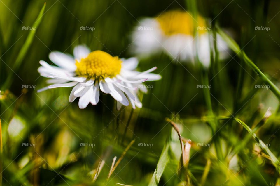 Wing blowing through the grass