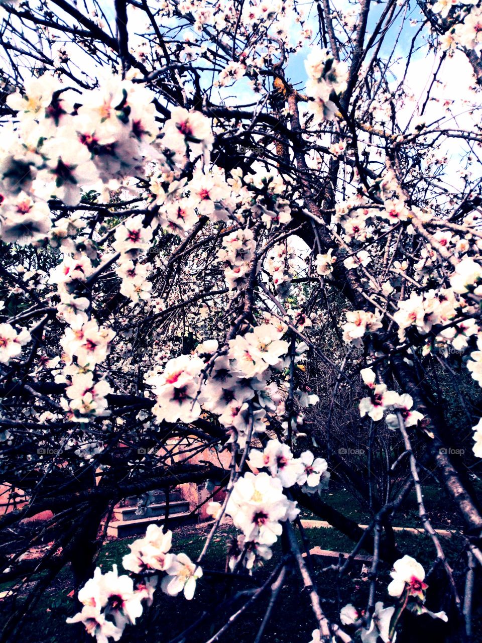 la beauté d'une arbre