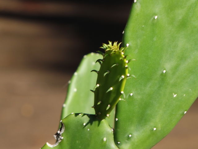 Cactus