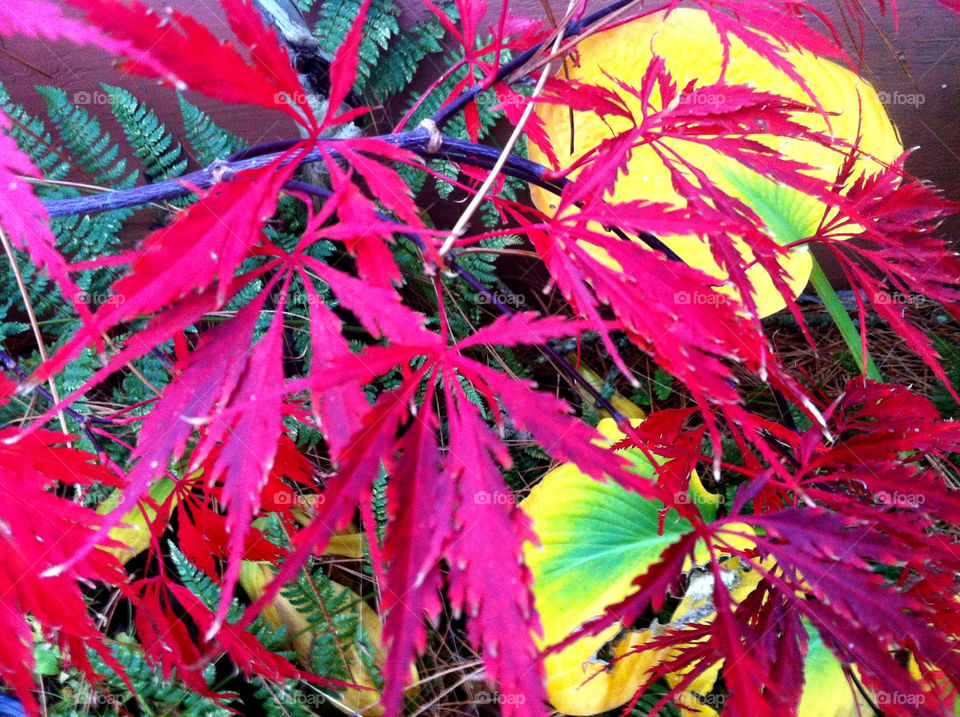 shade garden garden red leaves japanese maple by serenitykennedy