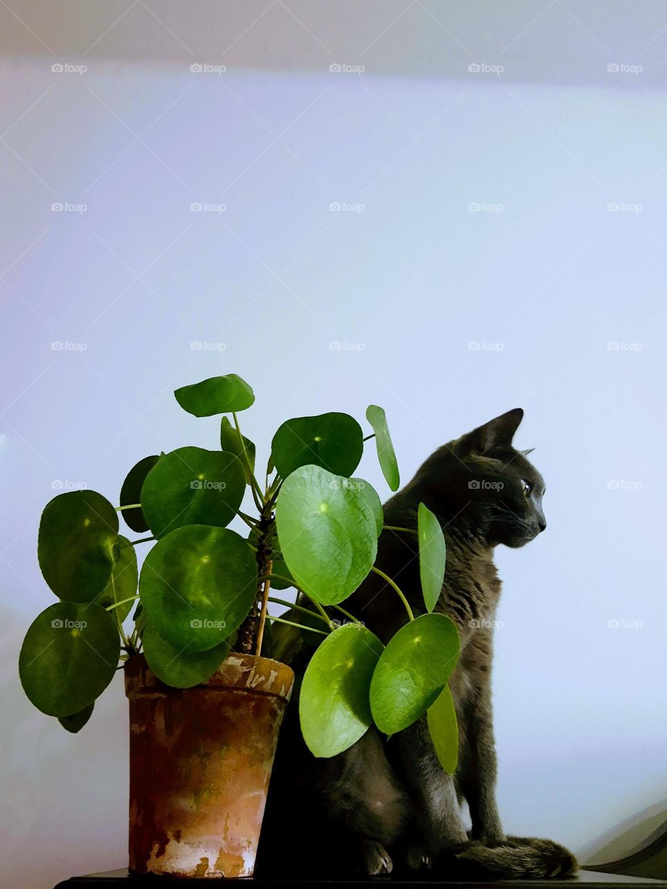 cat and a pilea plant