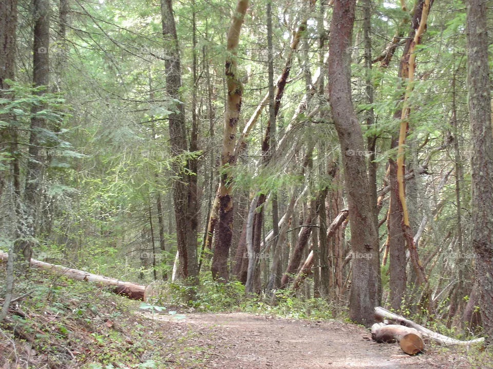The Trail