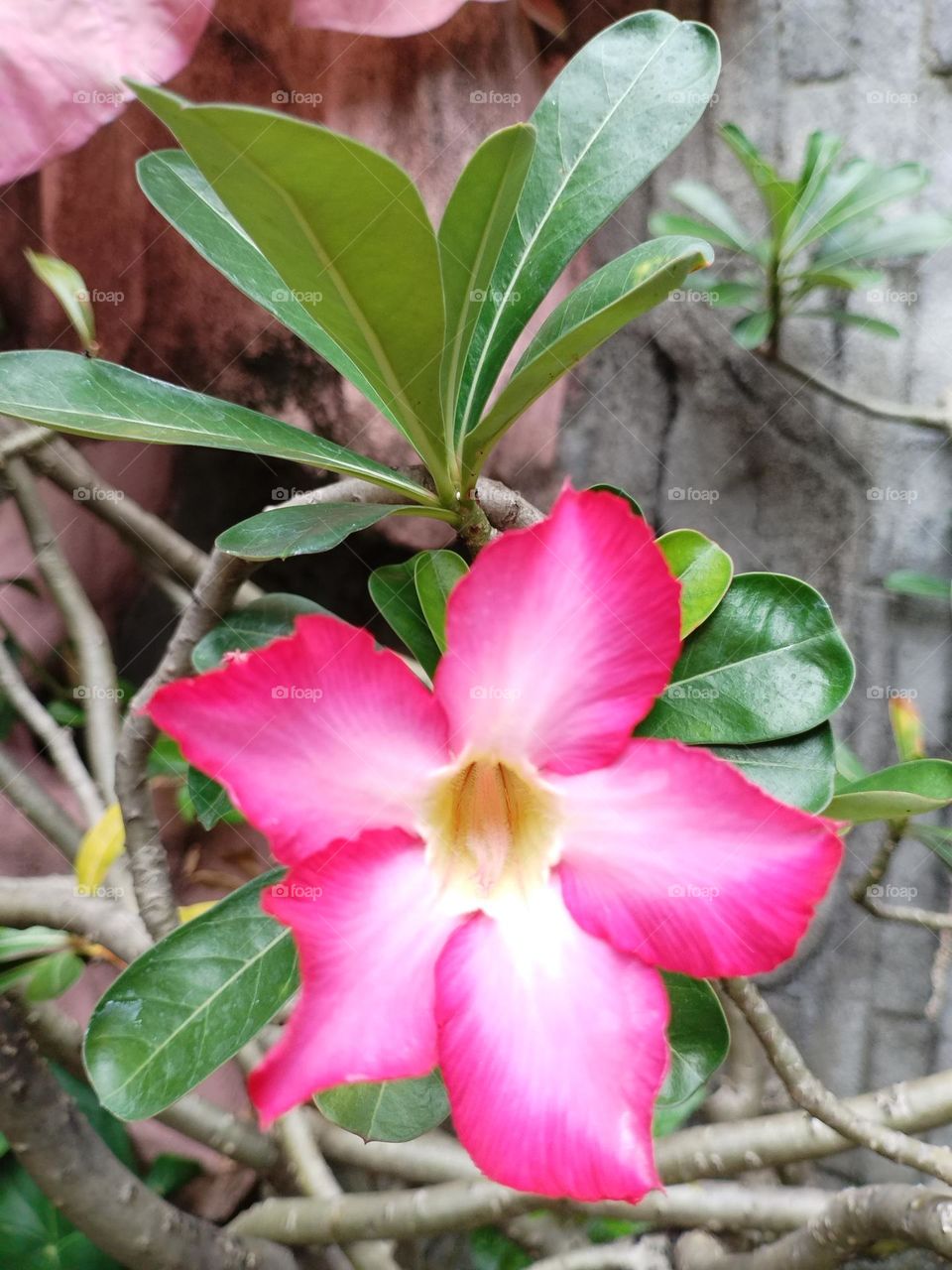 Adenium obesum