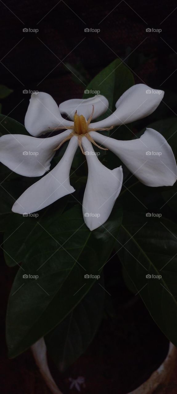 naturelove, white, flower, natural, green, beautiful, evening click, simple, cute
